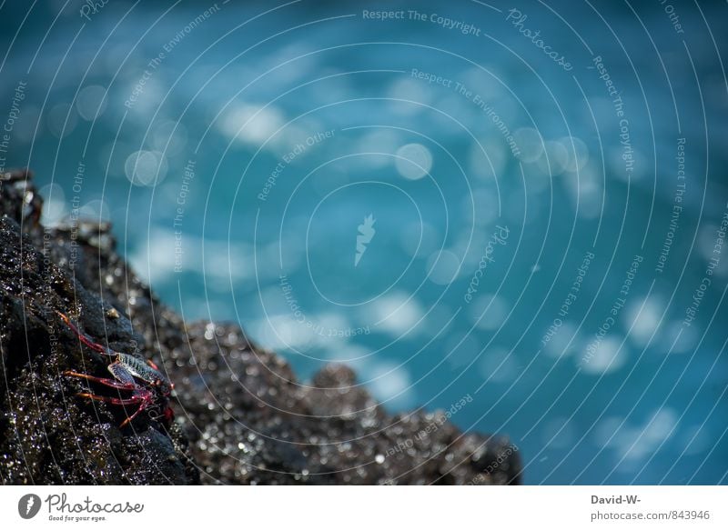 Mr. Crabs auf dem Weg ins Meer Meeresfrüchte Sushi Italienische Küche Natur Wasser Sommer Felsen Küste Bucht Riff Korallenriff Tier Muschel Tiergesicht Krabbe