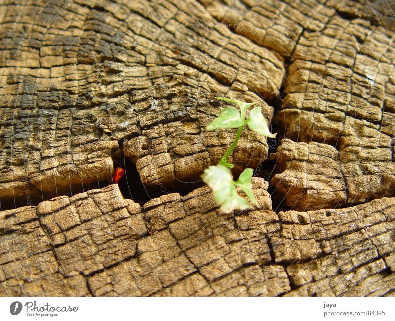 into the cranny Leben Kraft Holzmehl Schiffsbug Natur braun sensitiv Nahaufnahme Makroaufnahme springen grought age leafes old birth red path forest mounten