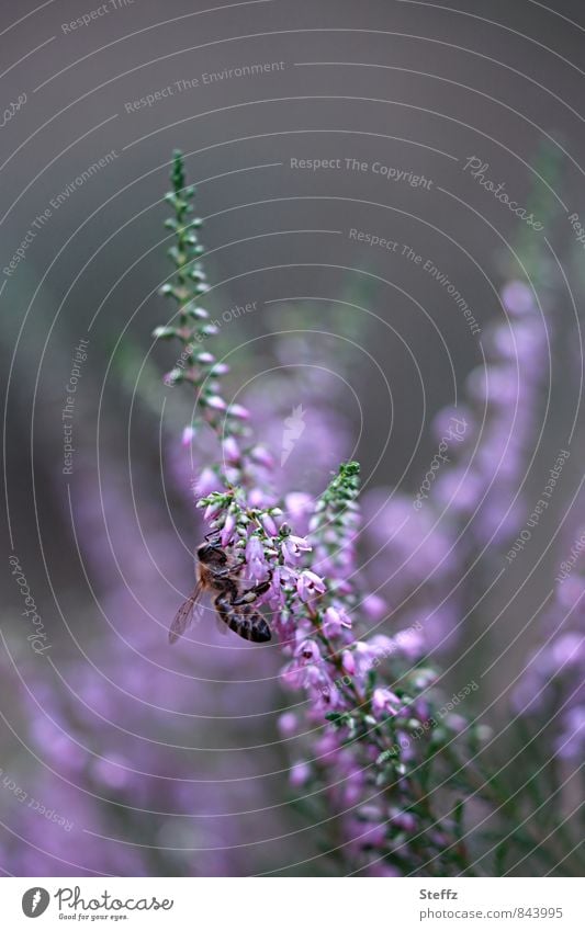 solange noch die Heide blüht Heideblüte blühende Heide heimische Wildpflanzen nordisch heimische Pflanzen Heidestimmung Biene malerisch Blüte Heidekraut