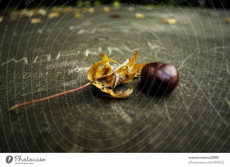 Herbststimmung Blatt obskur Stillleben verwandeln unbeständig verfallen Wechselhaftigkeit Kastanienbaum Kreide Wandel & Veränderung kryptisch Übergang