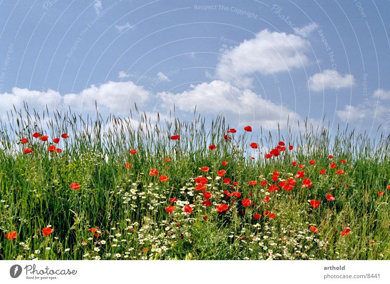 Schöner Straßengraben Blume Wiese Blumenwiese grün Wolken Mohn Klatschmohn Frühling Sommer Blüte Gras Himmel Blühend Böschung