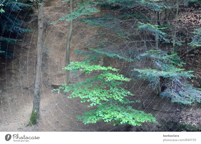 Boden- und Ackertag | Waldboden Landschaft Erde Baum Hügel Berge u. Gebirge wild braun grün Freizeit & Hobby Natur ruhig Umwelt Wege & Pfade Farbfoto