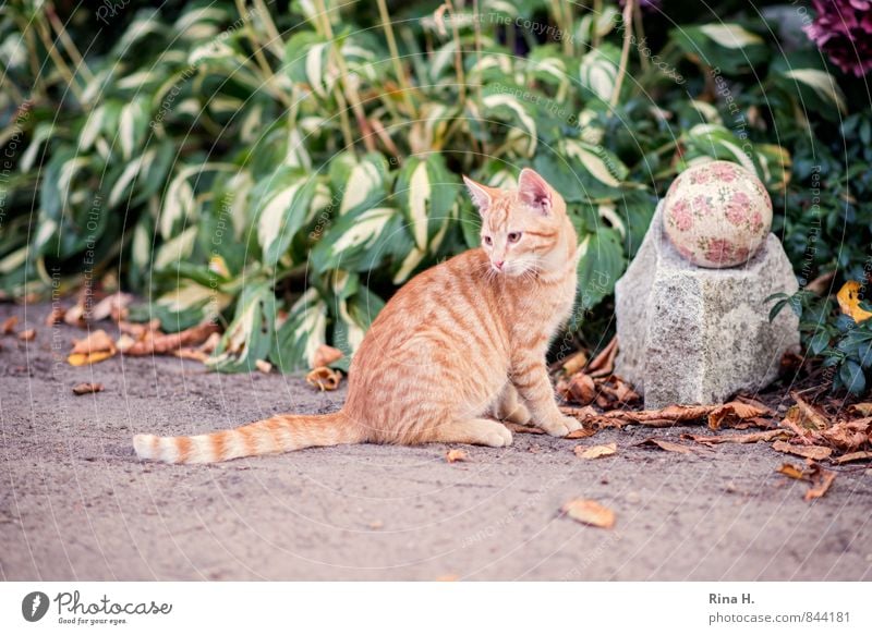 Katzen gehen immer II Sommer Pflanze Blume Garten Wege & Pfade Haustier 1 Tier Tierjunges niedlich Schüchternheit Hosta Kugel Sandweg Farbfoto Außenaufnahme