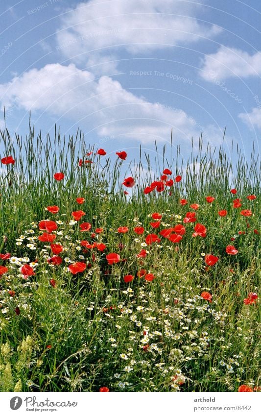 Schöner Straßengraben Blume Wiese Blumenwiese grün Wolken Mohn Klatschmohn Frühling Sommer Blüte Gras Himmel Blühend Böschung