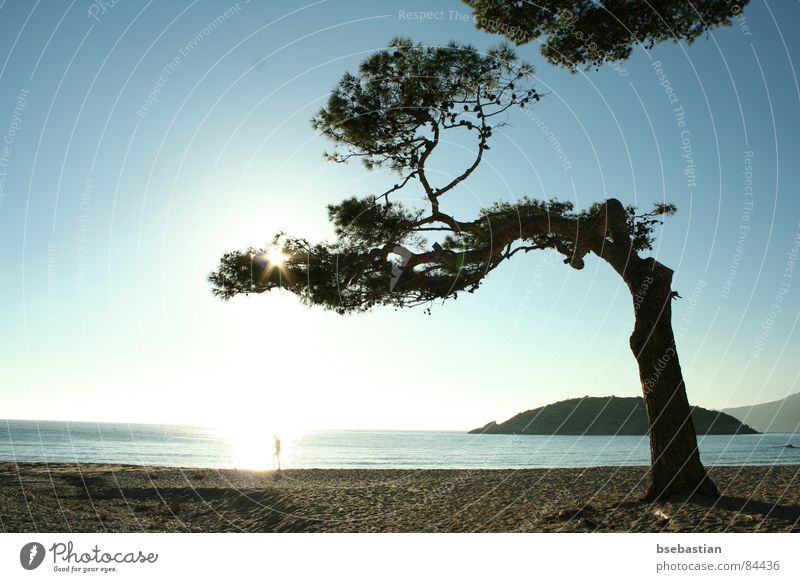 Out of the Light Mallorca Meer Küste Sonnenuntergang Gegenlicht Januar Frühling Wasser St. Elm schiefer Baum