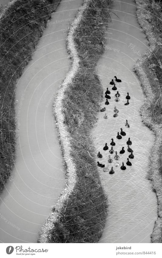 Ententropfen Küste Fluss Vogel Tiergruppe Schwimmen & Baden Schwarzweißfoto Außenaufnahme Menschenleer Textfreiraum links Tag Vogelperspektive