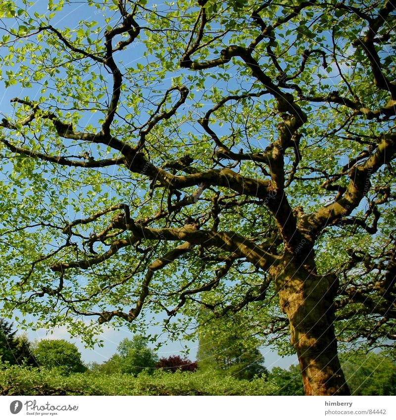 crown royal Baum Natur grün Blatt Baumkrone Ast Himmel Garten Landschaft Gartenbau Zweig Landschaftsformen Frühling Wald Baumstamm