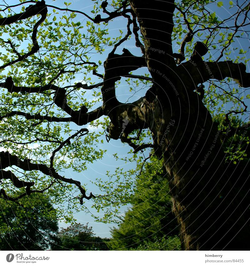 stammbaum Baum Natur grün Blatt Baumkrone Ast Himmel Garten Landschaft Gartenbau Zweig Landschaftsformen Frühling Wald Park Baumstamm