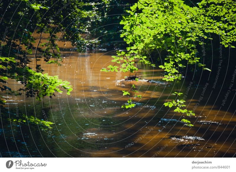 Auf sandigen Bett die Schwarzach. Wildromantischer Fluss in der Schwarzachklamm.Grüne Äste ragen über den Fluss. Die dunkle Farbe des Flusswassers nach der Schneeschmelze.Die Ache, nach einer Keltisch- germanischen Bezeichnung für Bach.