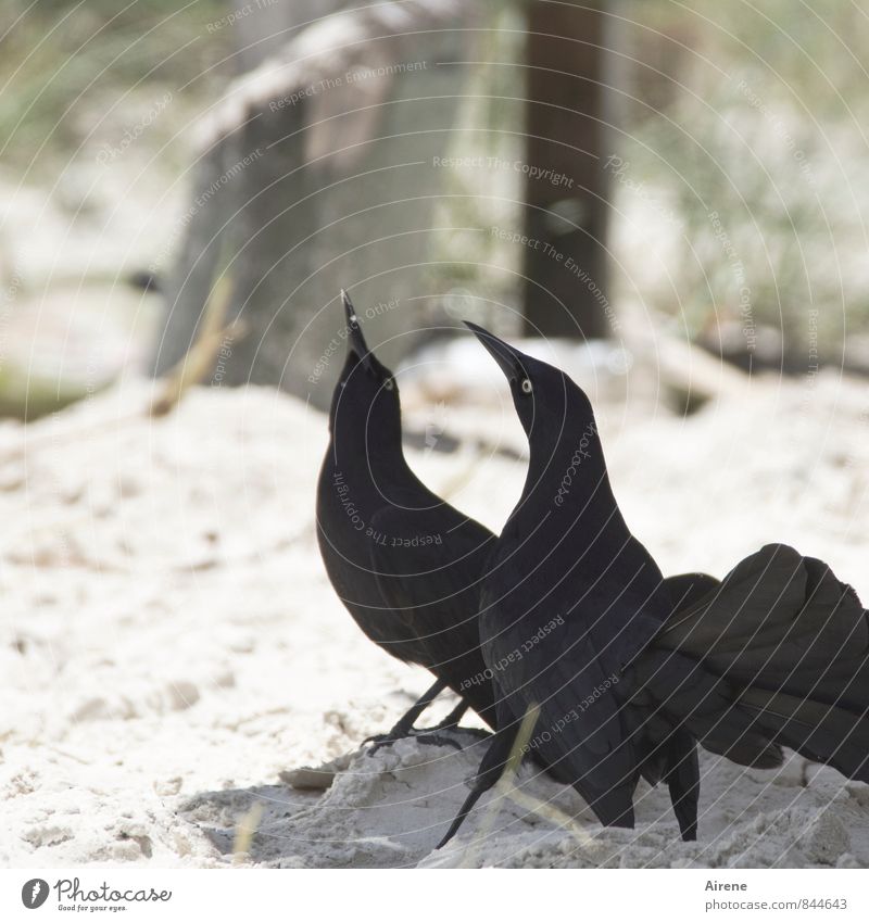 Da oben wohnst du also... Tier Vogel Grackel Antillengrackel 2 Tierpaar Sand beobachten Beratung schwarz Tierliebe Verliebtheit Misstrauen Schüchternheit