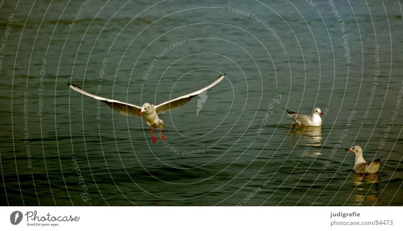 Drei Möwen See Lachmöwe 3 Vogel Feder Meer Tier Ornithologie flattern fliegen Luftverkehr Flügel Wasser Ostsee Schwimmen & Baden Im Wasser treiben