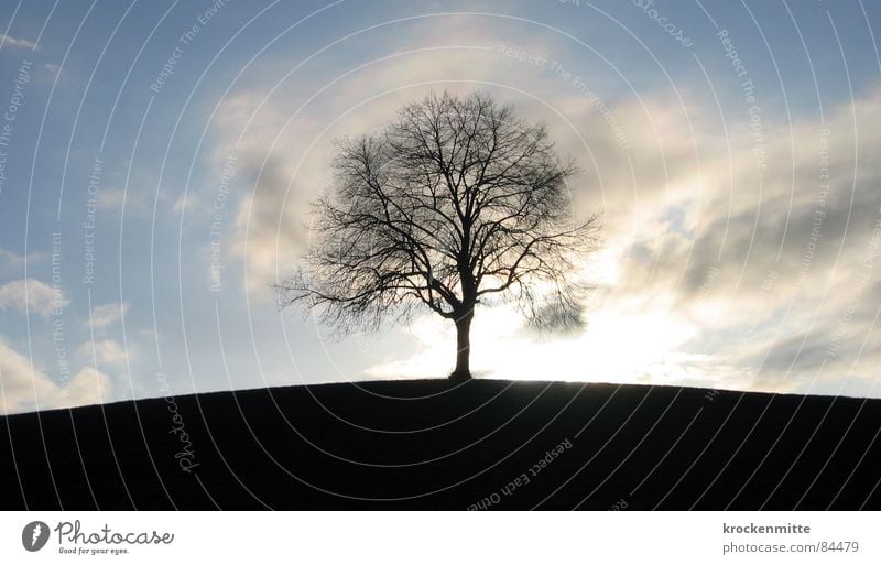 Traumbaum II Baum Hügel Wiese Gras Schweiz Jahreszeiten Ferne Laubbaum Wolken Baumstamm Umwelt grün Mitte Grünfläche Winter milder winter Wind Natur Spaziergang