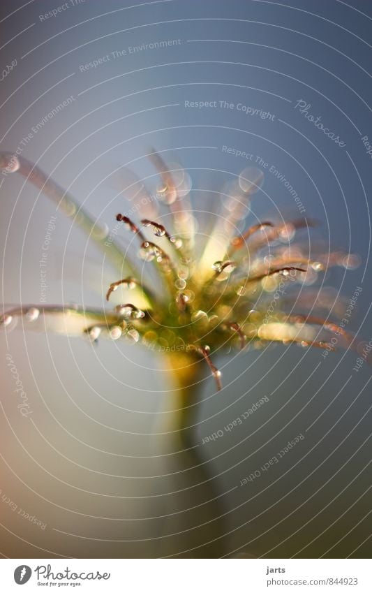 numinos Pflanze Wasser Wassertropfen Blume Blüte elegant glänzend natürlich schön Natur Farbfoto Außenaufnahme Nahaufnahme Makroaufnahme Menschenleer