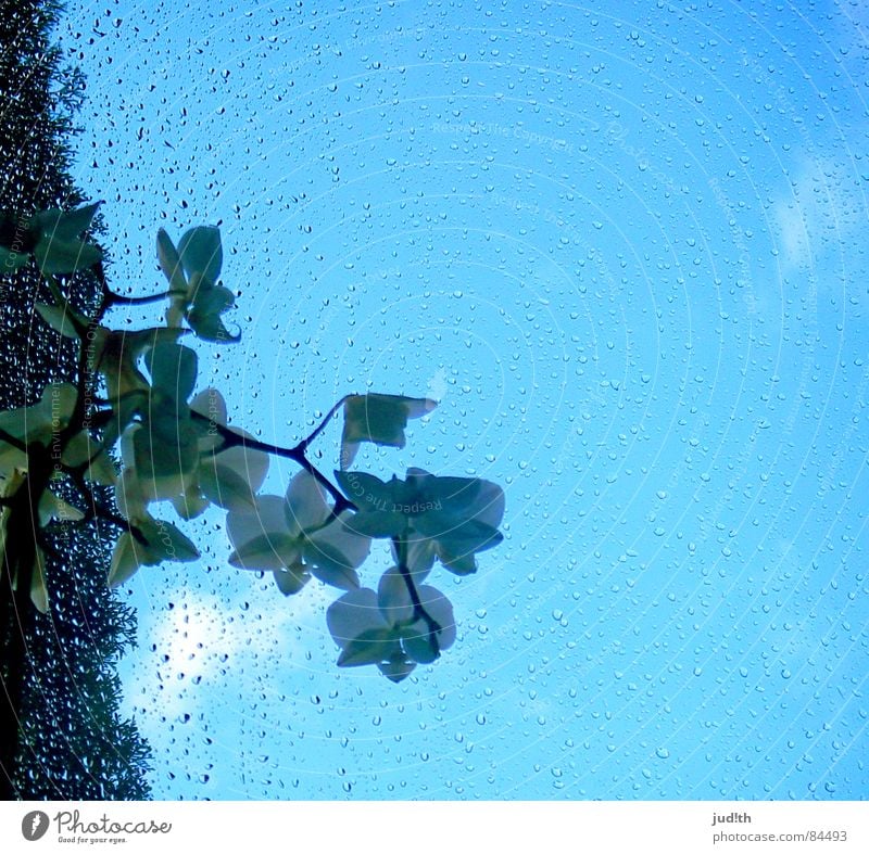 Regenblume Frühling Orchidee Blume Fenster grün weiß Wolken Fensterscheibe Wassertropfen Glas