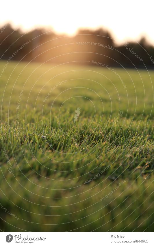 sungrass Umwelt Natur Landschaft Sonnenlicht Pflanze Gras Sträucher Garten Park Wiese gelb grün Idylle Wachstum Sportrasen Rasen rasenmähen Halm Sportplatz