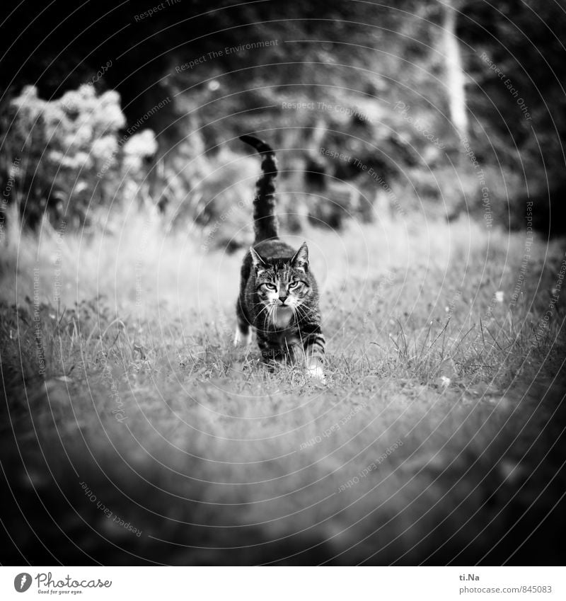 wait Sommer Schönes Wetter Gras Sträucher Garten Wiese Haustier Katze 1 Tier laufen rennen warten Freundlichkeit Glück Neugier schön feminin wild grau schwarz