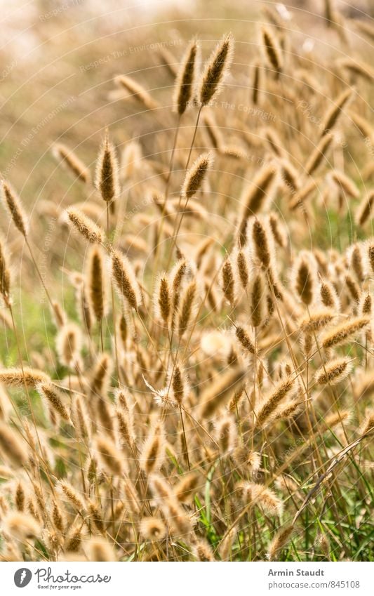 Blühendes Gras im Sommer Natur Landschaft Tier Schönes Wetter Pflanze Nutzpflanze Wiese Feld ästhetisch frisch positiv gelb Lebensfreude schön Erholung Frieden