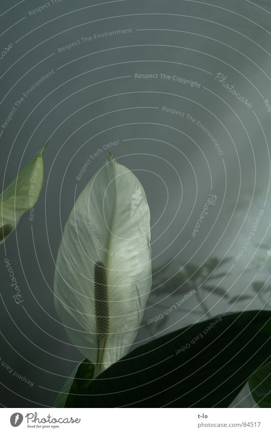 Blüte im Zwielicht Nebel Urwald Licht Strahlung Nebelschleier Lichteinfall Schleier Stengel Blütenstiel Sträucher Blütenstempel Vollendung perfekt Lichtbrechung