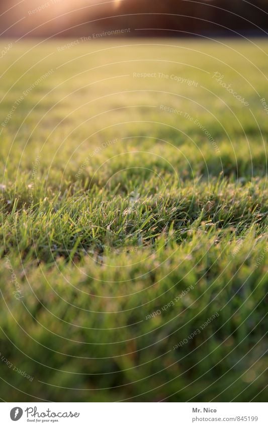 rasenteppich Umwelt Natur Landschaft Wetter Pflanze Gras Sträucher Moos Garten Park Wiese gelb grün Wachstum Sportrasen rasenmähen Halm Sportplatz Idylle