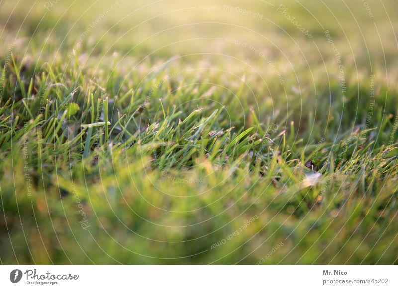 grass Umwelt Natur Landschaft Pflanze Gras Moos Garten Park Wiese gelb grün Sonnenstrahlen rasenmähen Sportplatz Sportrasen Halm Licht Weide frisch Frühling