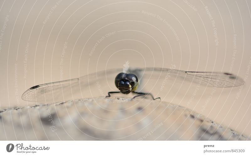 Libelle Umwelt Natur Tier Schönes Wetter Wildtier 1 grau rosa Insekt Flügel Farbfoto Außenaufnahme Nahaufnahme Makroaufnahme Menschenleer Textfreiraum oben Tag