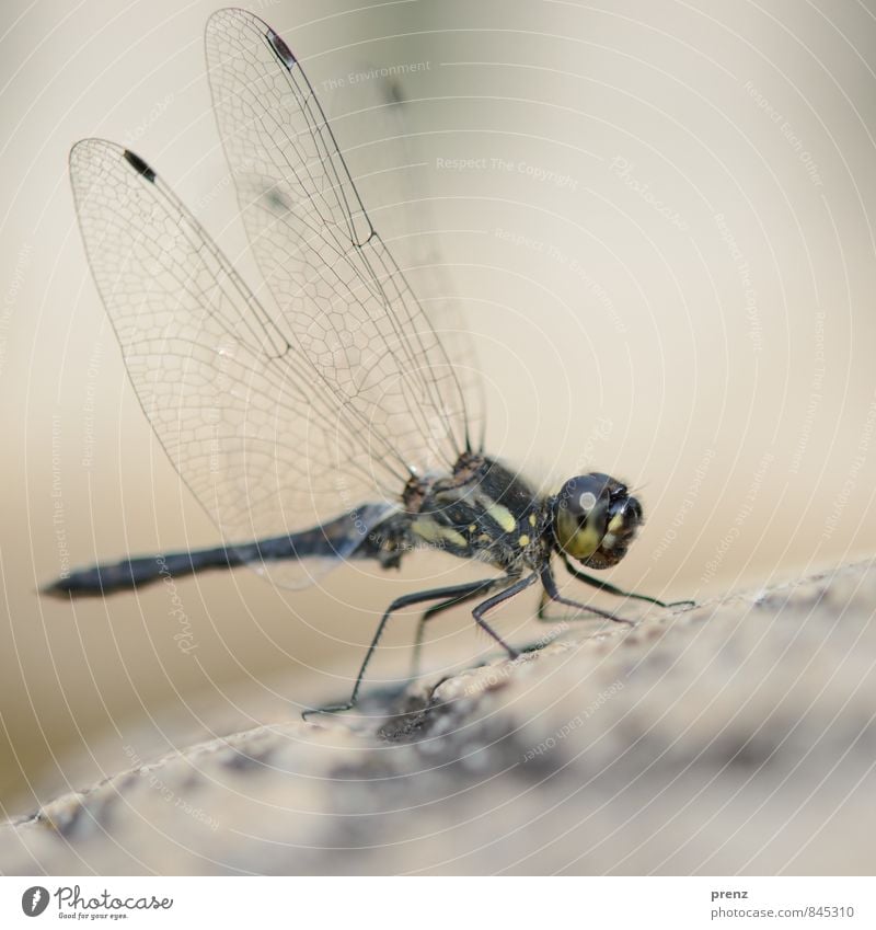 Flügel Umwelt Natur Tier Sommer Schönes Wetter Wildtier 1 grau grün Libelle Insekt Farbfoto Außenaufnahme Nahaufnahme Makroaufnahme Menschenleer