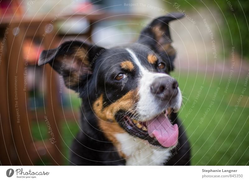 Gutgelaunt! Tier Hund 1 genießen Lächeln lachen fantastisch frech frei Freundlichkeit Fröhlichkeit Gesundheit schön listig lustig positiv Freude Glück