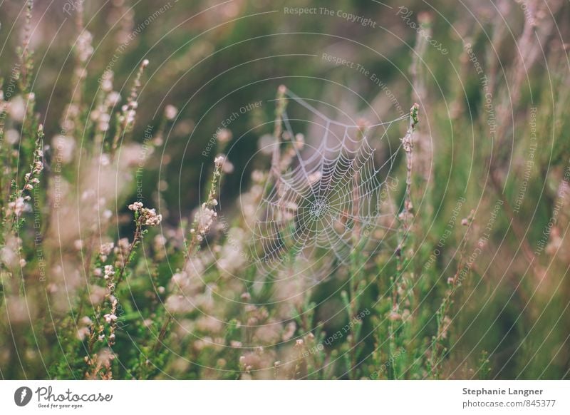 Spinnenweben Natur Landschaft Pflanze Tier Gras Garten Wiese Feld bauen Spinnennetz Grasland Farbfoto Außenaufnahme Detailaufnahme Menschenleer Morgen Tag