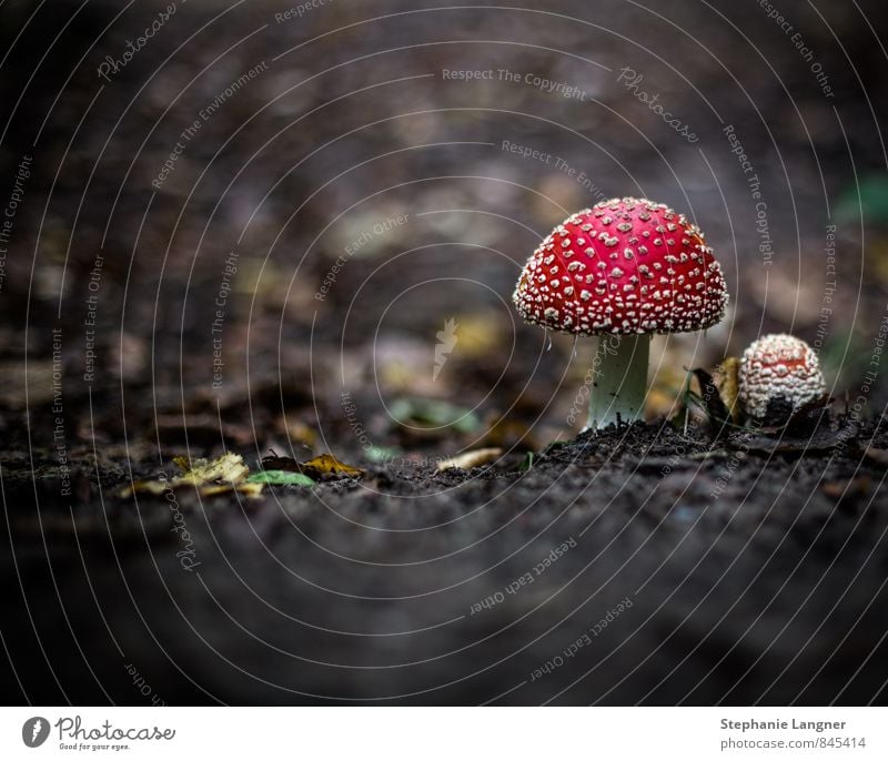 Fliegenpilz Pflanze Erde Wald Essen Fröhlichkeit rot Glück fleißig Gift Glückspilz Pilz Farbfoto Nahaufnahme Menschenleer Textfreiraum links Tag Dämmerung