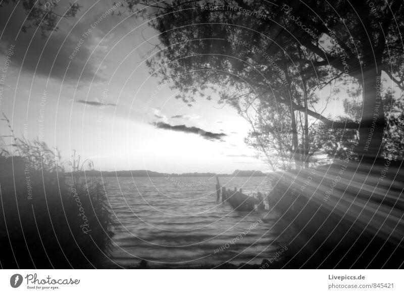 am Ufer der kleinen Müritz Ferien & Urlaub & Reisen Tourismus Sommer Sonne Umwelt Natur Landschaft Pflanze Wasser Himmel Wolken Sonnenlicht Schönes Wetter Baum