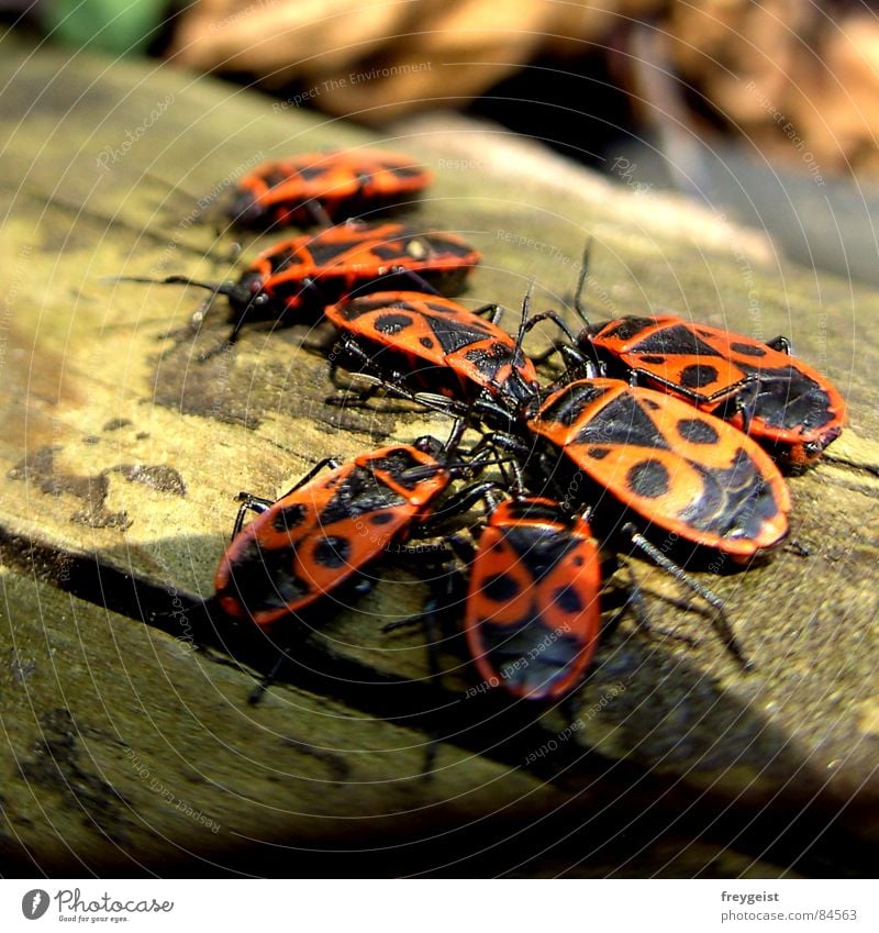 Die Bug-Verschwörung Insekt Schiffsbug Baum rot schwarz Tier Fühler krabbeln Frühling Käfer insects tree red black animals Beine legs mehrere woods forest