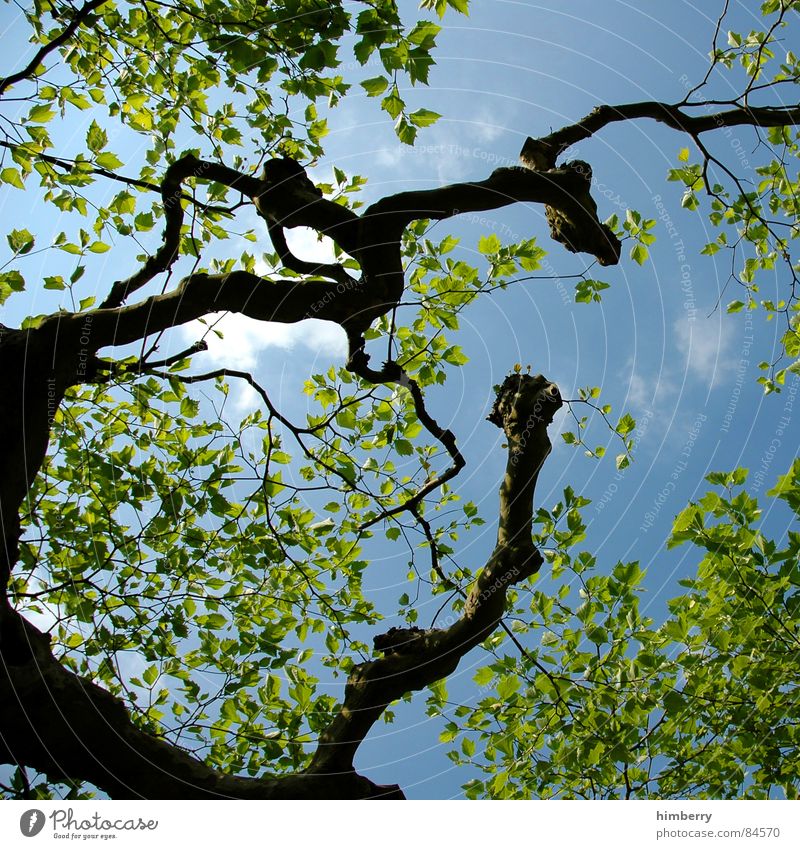 skylines Baum Natur grün Blatt Baumstamm Baumkrone Ast Himmel Garten Landschaft Gartenbau Zweig Landschaftsformen Frühling