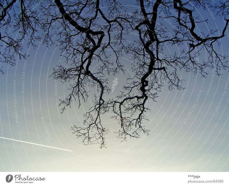 deutsche eiche Baum Holz Flugzeug Kondensstreifen Licht Streifen Geäst durcheinander himmelblau Physik Ferien & Urlaub & Reisen Wintersonne Passagierflugzeug