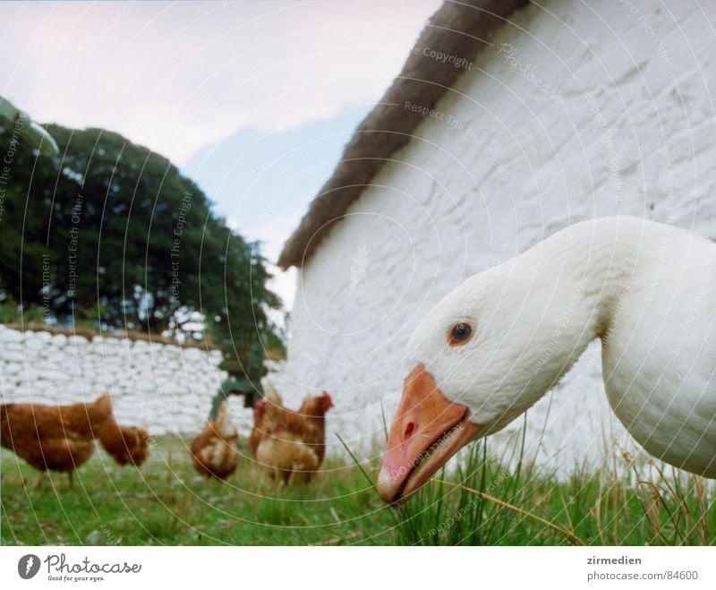 Auge in Auge mit der Gans Schnabel Wachsamkeit Gras Landwirtschaft Weide achtsam Bauernhof Wiese bewachen Augenzeuge Viehweide skeptisch Vogel hühnerhof