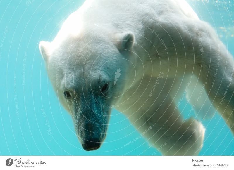 Eisbär - eiskalt tauchen Wasser lichtvoll Säugetier Farbfoto Außenaufnahme Tag Licht Schatten Tierporträt Blick Unterwasseraufnahme Menschenleer Kopf Fell weiß