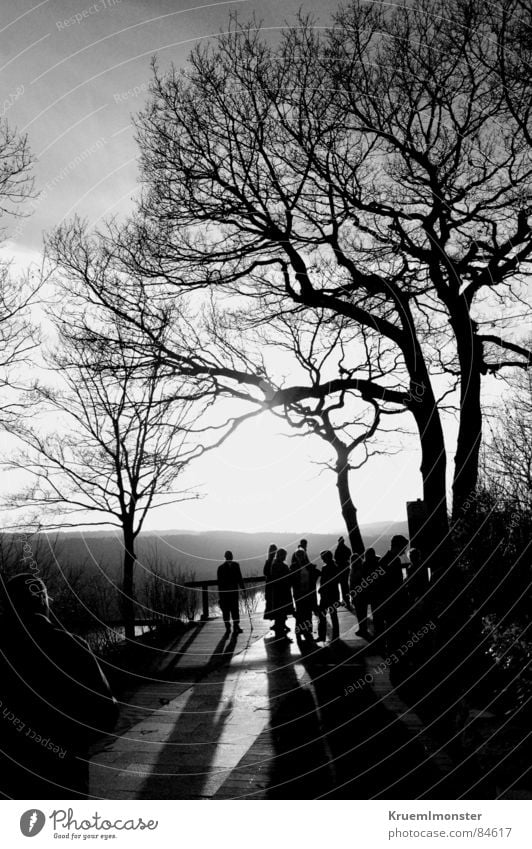 Damals... Beleuchtung See Hügel Sonne Sonnenstrahlen Physik schön traumhaft Baum kalt Baumkrone Gegenlicht schwarz angenehm Erholung Natur Aussicht Steg