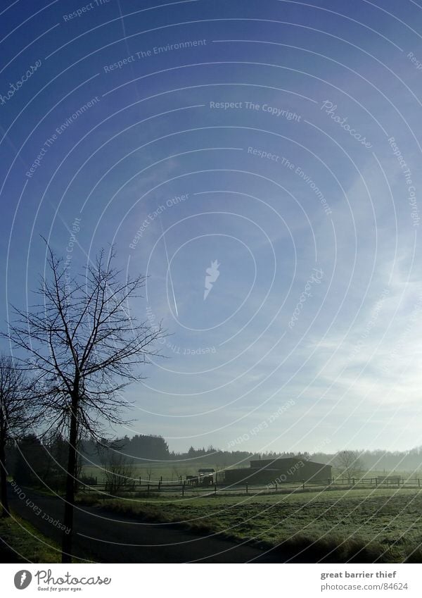 Lichtschattengewächs Baum Pferd Tier Wiese Nebel Kondensstreifen Asphalt Stimmung grün Planet Nebelschleier Landstraße Gras Flair hell Himmel Schatten Ambiente