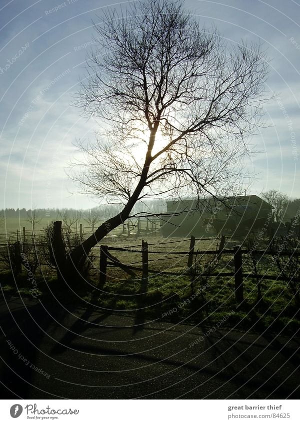 I love mornings Baum Pferd Tier Wiese Nebel Kondensstreifen Asphalt Stimmung grün Licht Himmel Winter schön Straße Schatten Zweig Landschaft