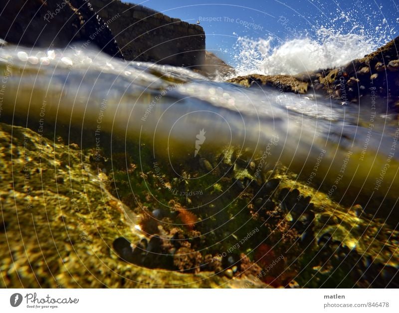 die Möwe am alten Kastell Natur Landschaft Wasser Wassertropfen Himmel Wolkenloser Himmel Sonnenlicht Sommer Wetter Schönes Wetter Felsen Wellen Küste Riff Meer