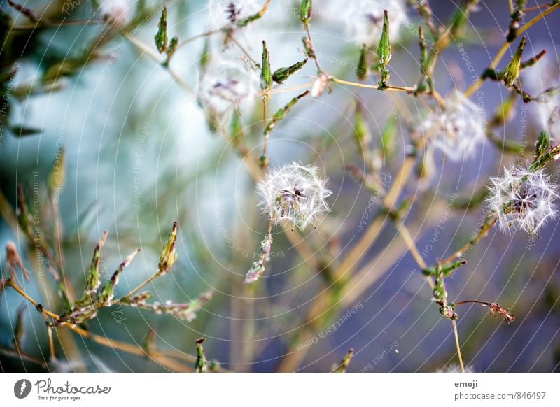 Spitzen Umwelt Natur Pflanze Sträucher Wildpflanze natürlich grün Farbfoto Außenaufnahme Makroaufnahme Menschenleer Tag Schwache Tiefenschärfe