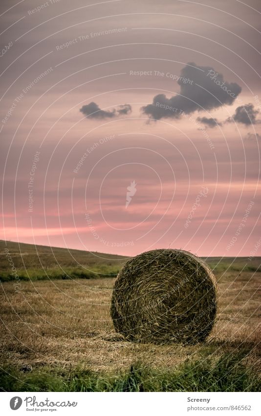 Abends im Feld... Landwirtschaft Forstwirtschaft Natur Landschaft Pflanze Himmel Wolken Sonnenaufgang Sonnenuntergang Sommer Schönes Wetter Heu Heuballen Dorf