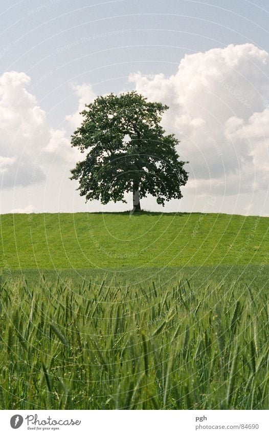 Ich stehe immer noch . . . Weizenfeld Münsing Bayern Baum grün Hügel Feld Landwirtschaft Kraft stark Wiese ruhig typisch Zauberei u. Magie ästhetisch Bauernhof