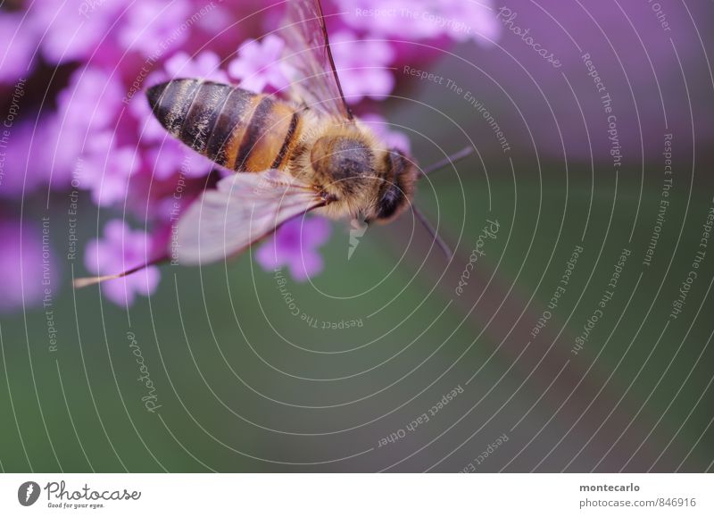 biene wieder da! Umwelt Natur Pflanze Sommer Blatt Blüte Grünpflanze Wildpflanze Tier Wildtier Biene Flügel 1 Duft dünn authentisch einfach klein nachhaltig