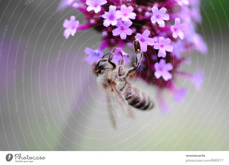 abhängen Umwelt Natur Pflanze Sommer Schönes Wetter Blume Blatt Blüte Wildpflanze Biene 1 Tier Duft dünn authentisch Freundlichkeit frisch klein nah natürlich