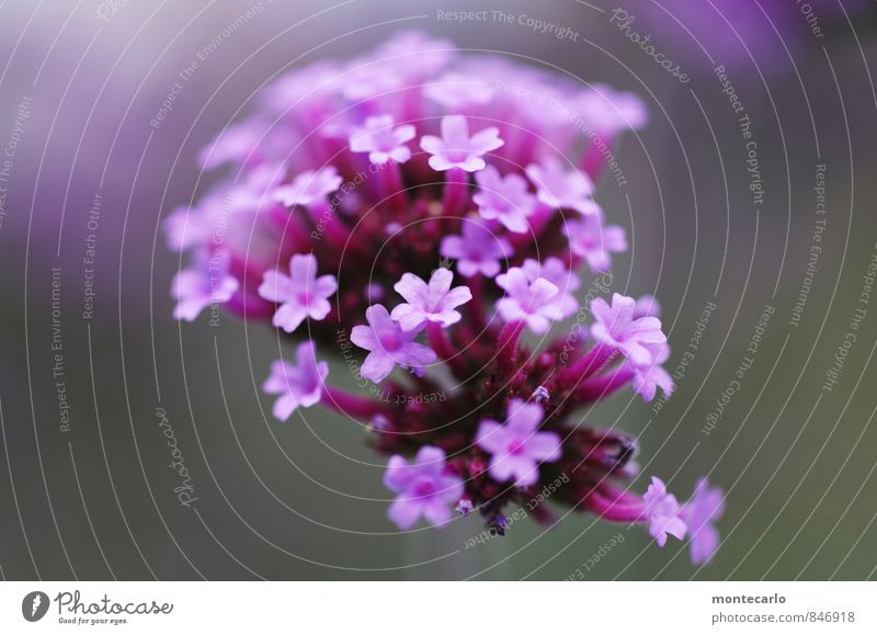 biene außerhalb des bildrandes Umwelt Natur Pflanze Sommer Blume Blatt Blüte Grünpflanze Wildpflanze ästhetisch Duft dünn authentisch frisch schön einzigartig