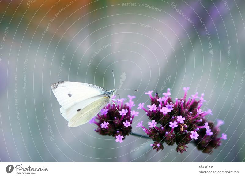 Mahlzeit Umwelt Natur Pflanze Sommer Blume Blüte Schmetterling 1 Tier violett rosa weiß Farbfoto Außenaufnahme Makroaufnahme Menschenleer Textfreiraum links