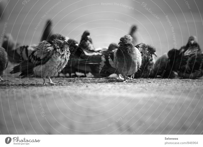 kalt am Morgen Tier Wildtier Vogel Taube Tiergesicht Flügel Tiergruppe Schwarm natürlich Schwarzweißfoto Außenaufnahme Menschenleer Tag Licht Schatten Kontrast