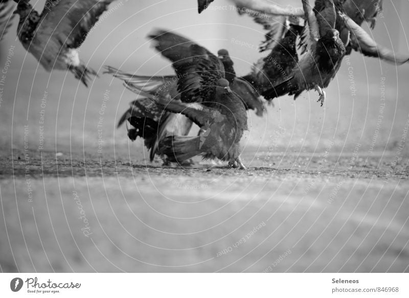 Tauben fliegen auf Ausflug Abenteuer Freiheit Straße Tier Wildtier Vogel Tiergruppe natürlich Flugzeugstart Abheben Schwarzweißfoto Außenaufnahme Tag