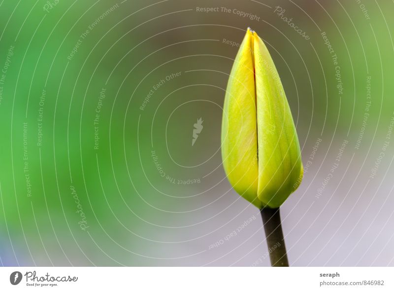 Tulpe Blütenknospen Staubfäden stamp Blume blooming florescence Blühend Wachstum Pflanze Botanik Blatt Blütenblatt Natur Beautyfotografie Garten frisch