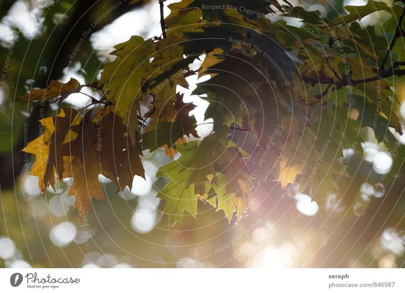 Herbstblätter Jahreszeiten Blatt mehrfarbig Wald Ahorn Ahornblatt change Biomasse Natur Pflanze herbstlich Farbe Baum gefallen Blattgrün Erneuerung